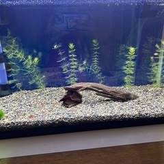 60cm水槽