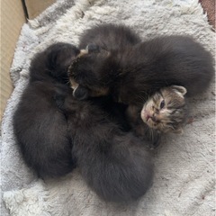 子猫の里親募集