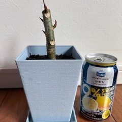ウンベラータ