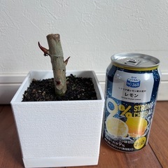 ウンベラータ