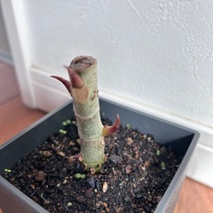 ウンベラータの画像