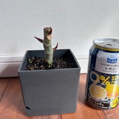 ウンベラータ