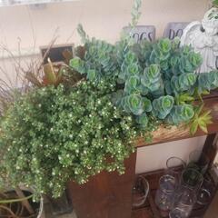 多肉 寄せ植え