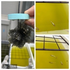 菊銀紅玉産卵床　メダカの卵