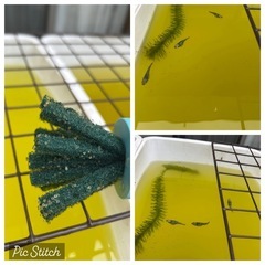 黄金衣産卵床　メダカの卵