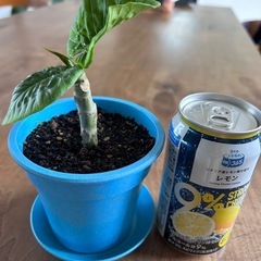 ウンベラータ