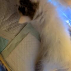 ベースが白い子猫♫