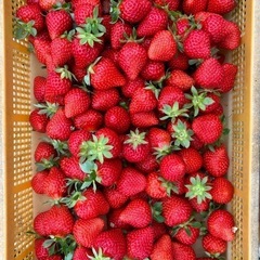 本日も完売！ありがとうございました！