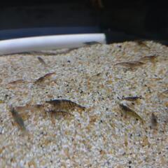 49.50匹ミナミヌマエビ　 50匹300円100匹500円。10ミリ〜30ミリくらい(説明文は最後まで熟読の事）#メダカ#水槽#コケ取り#金魚#熱帯魚#メバル釣り#ブツエビ#ブッシープレコ#キンペコ#コリドラスの画像