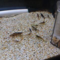 49.50匹ミナミヌマエビ　 50匹300円100匹500円。10ミリ〜30ミリくらい(説明文は最後まで熟読の事）#メダカ#水槽#コケ取り#金魚#熱帯魚#メバル釣り#ブツエビ#ブッシープレコ#キンペコ#コリドラスの画像