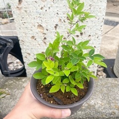 ピンクのお花が可愛い植物 抜き苗②