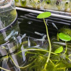 【みゆきメダカの卵30個つき】水草②☆幹之メダカ