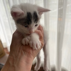 ふわころ🩷ボブテール