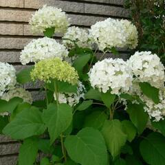 つぼみ 蕾 付き アナベル 苗 白色 丈55cm位 アジサイ