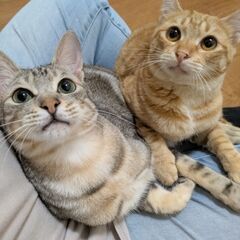 イタズラ大好き抱っこ好きな激甘です！
