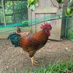 里親募集　鶏　オス　ボリスブラウン