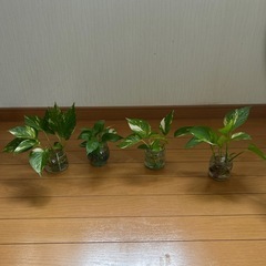 ポトス