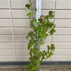 かえで 楓 カエデ 丈45cm位 植木の画像