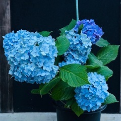 紫陽花苗木挿し木3年手鞠紫陽花青紫ピンク
