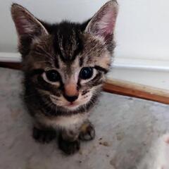 子猫　（トラ）家族に迎えてください。