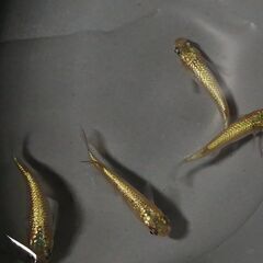 めだかの発眼卵　サンシャイン　つむぎ　ネプチューン　など　500...