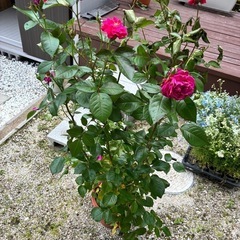薔薇　赤　白　花の苗の画像