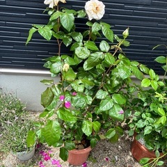 薔薇　花　苗　　