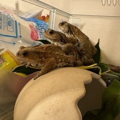ミヤコヒキガエル　♀