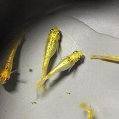 サンシャイン　ヒレ長メダカ　若魚　①