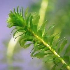 オオカナダモ　水草　