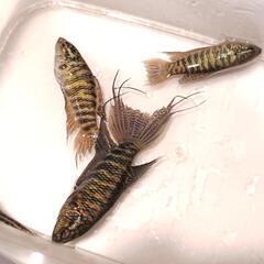 【5匹セット】【雄雌指定ok】ブルーゼブラタイラントパラダイスフィッシュ　闘魚　発送ok🎁の画像