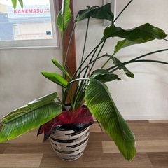 観葉植物　ストレリチア