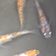 メダカ  3色ラメ9匹の画像