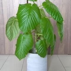 観葉植物 フィカス・ウンベラータ⑤