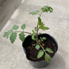 ミニトマト　苗　ガーデニング　野菜