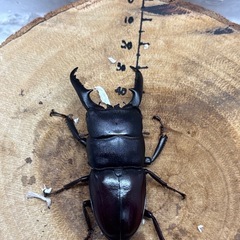 ツシマヒラタクワガタ CBF2 67mm×35mmペア