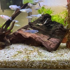 ミナミヌマエビ10匹
