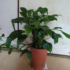 スパティフィラム　高さ70センチ　観葉植物