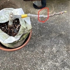 イチジク苗木をお譲りします。