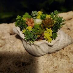 多肉植物寄せ植5.23