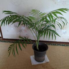 テーブルヤシ　高さ45センチ　観葉植物