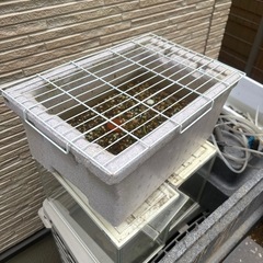 スドー STARPET スターペット メダカの発泡鉢 大　蓋付き