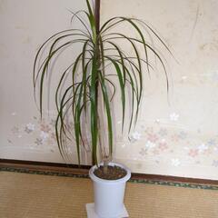 コンシンネ　高さ75センチの観葉植物