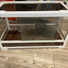 爬虫類  ケージの画像