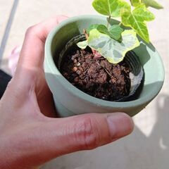 ポリポット　アイビー　※鉢は付きません