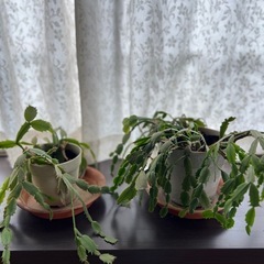 シャコバサボテン　命を繋いでください