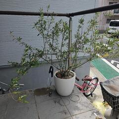【引き渡し決定済】観葉植物　オリーブ　レチューザ　プラン5