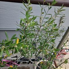 【引き渡し決定済】観葉植物　オリーブ　レチューザ　プラン5の画像