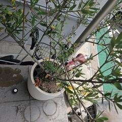 【引き渡し決定済】観葉植物　オリーブ　レチューザ　プラン5の画像
