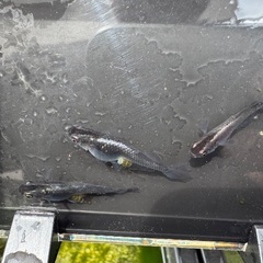 ◆ムラサキメダカ◆5匹セットの画像